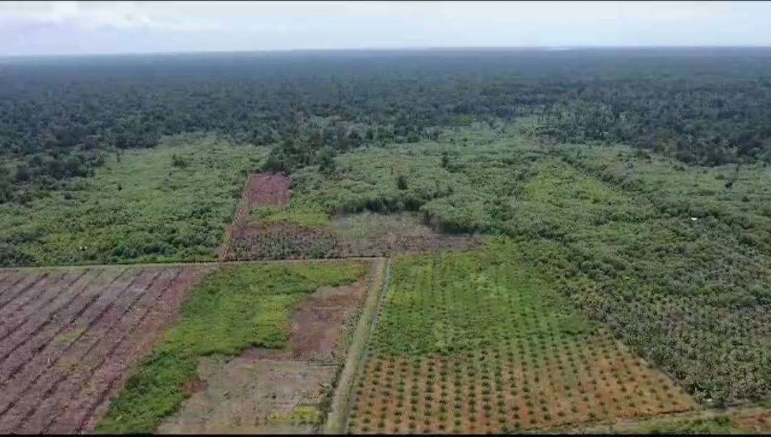 Suaka Margasatwa Rawa Singkil di Aceh sejak awal 2019 hingga Juni 2023 telah kehilangan 1.324 hektare tutupan hutan, akibat perambahan. Foto: FJL