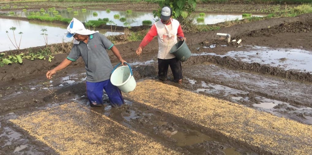 Petani kawasan Blang Raya, Kecamatan Simpang Tiga Aceh Besar sedang menyemai benih, Selasa (4/7/2023)