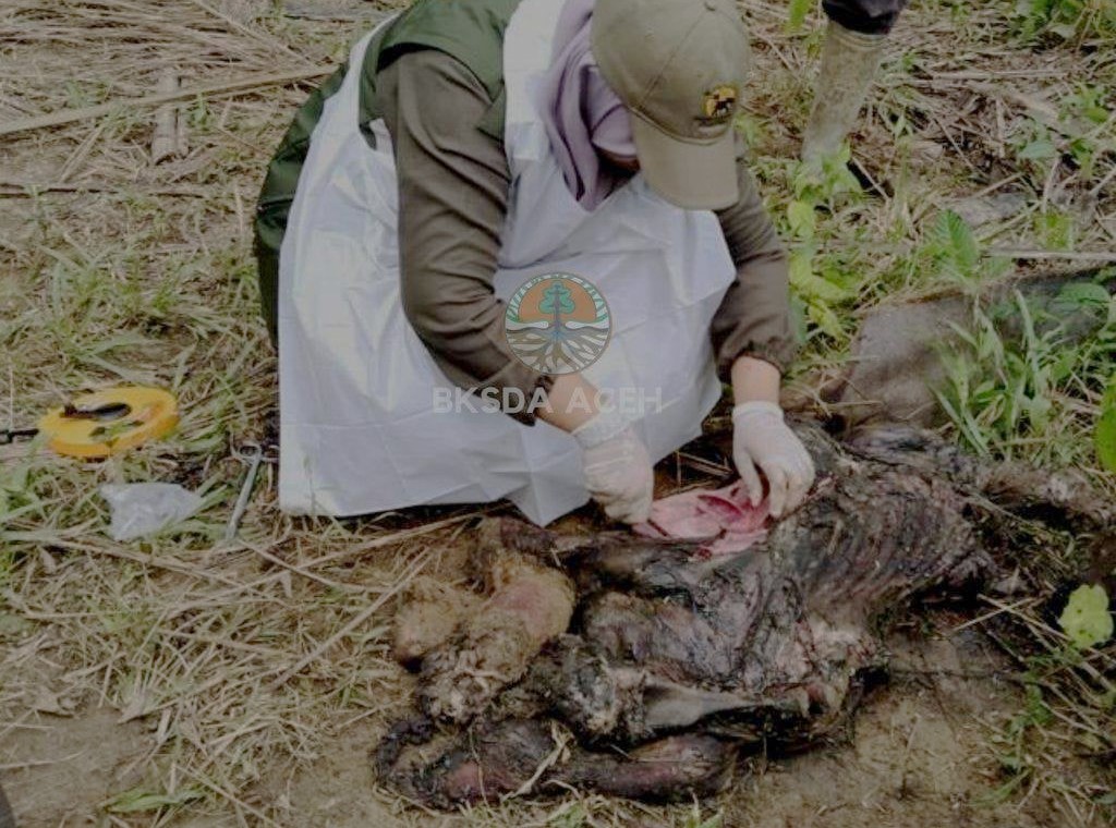 Seekor bayi gajah ditemukan mati di wilayah HGU PT Atakana, Desa Seumanah Jaya, Kecamatan Ranto Peureulak, Aceh Timur