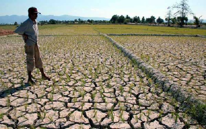 Lahan pertanian di Aceh mengalami kekeringan. (Foto: Istimewa)