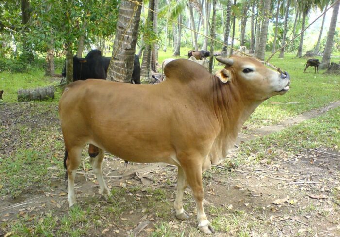 Kementerian Pertanian RI menetapkan empat kekayaan sumber daya genetik hewan Aceh yaitu Sapi Aceh, Kerbau Simeulue, Kerbau Gayo dan Kuda Gayo sebagai plasma nutfah yang harus dipertahankan keberadaannya