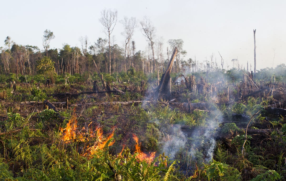 PT Kallista Alam membayar ganti rugi atas kebakaran hutan dan lahan gambut Rawa Tripa di perkebunan sawit di Nagan Raya sebesar Rp 57,1 miliar, dari kewajiban Rp 114 miliar