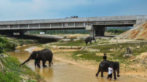 PT Hutama Karya (HK) membangun tempat perlintasan satwa dan pagar pembatas jalan tol Sigli - Banda Aceh. (Foto: Dok. Hutama Karya)