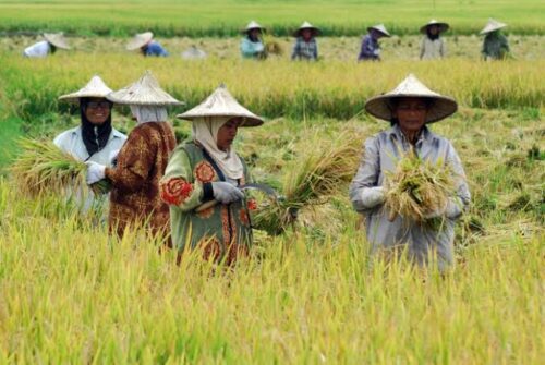 Badan Pusat Statistik (BPS) mencatat luas panen padi pada 2023 di Provinsi Aceh diperkirakan turun