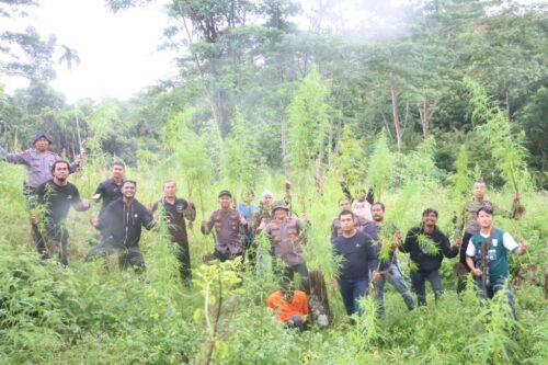 Satresnarkoba Polres Aceh Utara kembali memusnahkan ribuan batang tanaman ganja di ladang seluas 1 hektar di Gampong Cot Ara Batu Kecamatan Sawang, Aceh Utara, Rabu (22/11)
