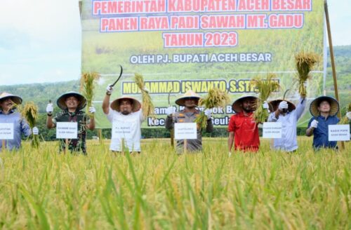 Pj Bupati Aceh Besar Muhammad Iswanto bersama sejumlah OPD memanen padi di areal persawahan Gampong Lamtamot, Kecamatan Lembah Seulawah, Jum'at (3/11)