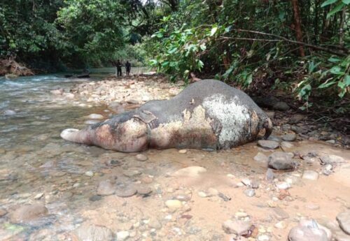Seekor gajah betina ditemukan mati di kawasan bantaran Sungai Krueng Lancong, Kecamatan Sungai Mas, Aceh Barat