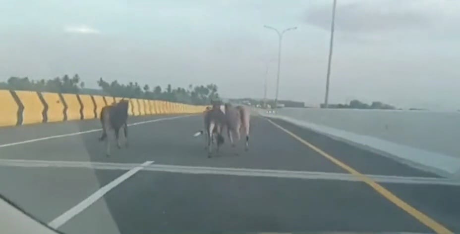 Atas kejadian hewan ternak sapi masuk ke jalan tol ruas Sigli - Banda Aceh (Sibanceh), Hutama Karya selaku pengelola jalan tol meminta maaf