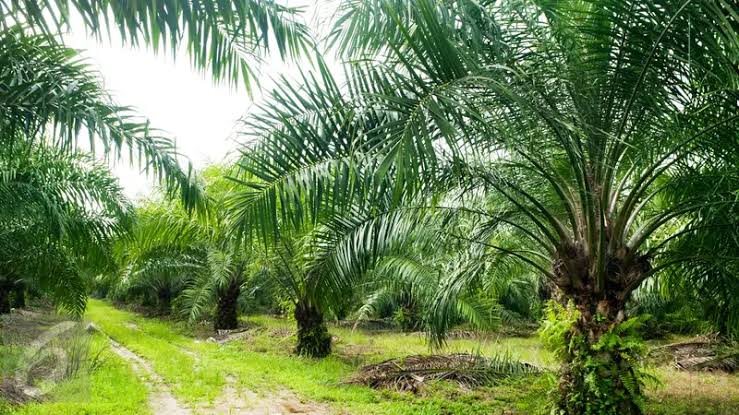 Program Peremajaan Sawit Rakyat (PSR) di Kabupaten Aceh Singkil disinyalir terindikasi fiktif, aparat penegak hukum Polda Aceh dan Kejati Aceh diminta selidiki