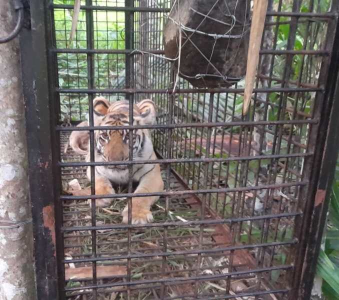 Harimau Sumatra berjenis betina masuk perangkap yang dipasang BKSDA Aceh di perkebunan masyarakat Gampong Lawe Buluh Didi, Kecamatan Kluet Timur, Aceh Selatan, Jum’at (2/2/2024)