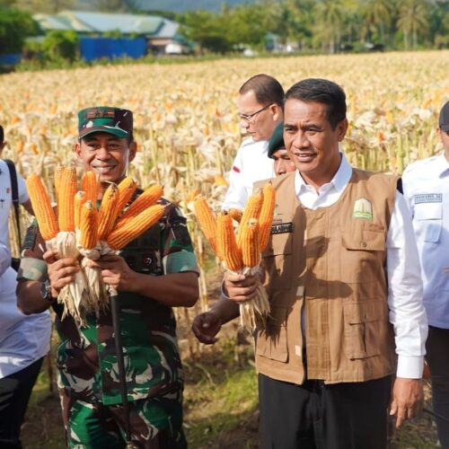 Menteri Pertanian Andi Amran Sulaiman didampingi Pangdam IM Mayjen TNI Novi Helmy Prasetya dan Pj Gubernur Aceh Achmad Marzuki melakukan panen jagung dan tanam perdana jagung di lahan Program Ketahanan Pangan I'M Jagong Kodam Iskandar Muda, di lahan Demplot Yonif 112/DJ, Desa Deunong Kecamatan Darul Imarah Aceh Besar, Selasa (6/2)