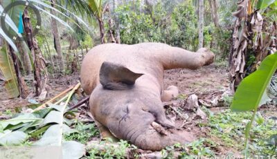 Seekor gajah jantan ditemukan mati di dalam perkebunan warga di Glee Panton Limeng, Kecamatan Bandar Baru, Pidie Jaya