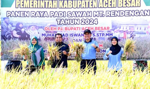 Pj Bupati Aceh Besar Muhammad Iswanto bersama Danlanud SIM Kolonel Pnb Yoyon Kuscahyono melakukan panen padi di area persawahan Lanud SIM, Blang Bintang, Aceh Besar, Selasa pagi (13/2). (FOTO: MC ACEH BESAR)