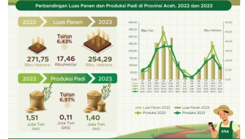 BPS Aceh mencatat luas panen dan produksi padi di Aceh pada 2023 menurun dibandingkan 2022