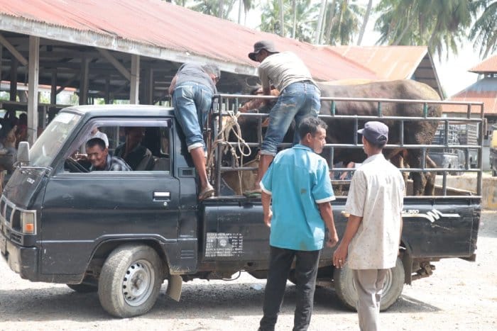 Transaksi jual beli ternak sapi masih sepi di Pasar Hewan Sibreh, Kecamatan Sukamakmur, Aceh Besar, Rabu (6/3/2024)