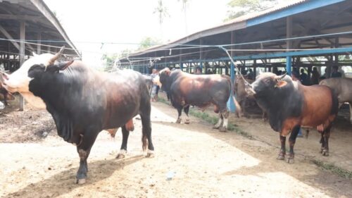 Stok ternak sapi, kerbau, kambing, domba dan unggas mencukupi untuk kebutuhan Meugang menyambut Ramadhan 1445 Hijriah di Aceh pada 9 - 10 Maret 2024