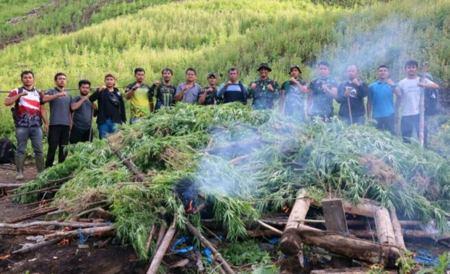 Tim gabungan Kodim 0113/Gayo Lues bersama BNN memusnahkan ladang ganja seluas 3 hektare di kawasan pegunungan Desa Ekan, Kecamatan Pining, Gayo Lues, pada Ahad, 11 Mei 2025.