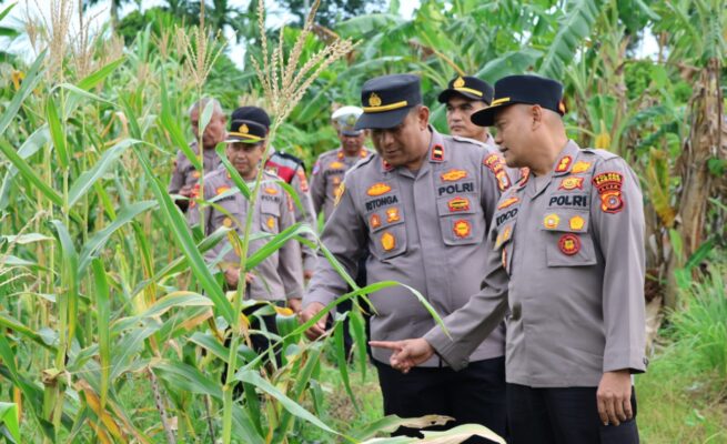 Kapolres Sabang AKBP Sukoco saat menghadiri panen jagung di Gampong Batee Shoek, Kecamatan Sukamakmue, Rabu (14/5). (Foto: Infoaceh.net/Andi Armi)