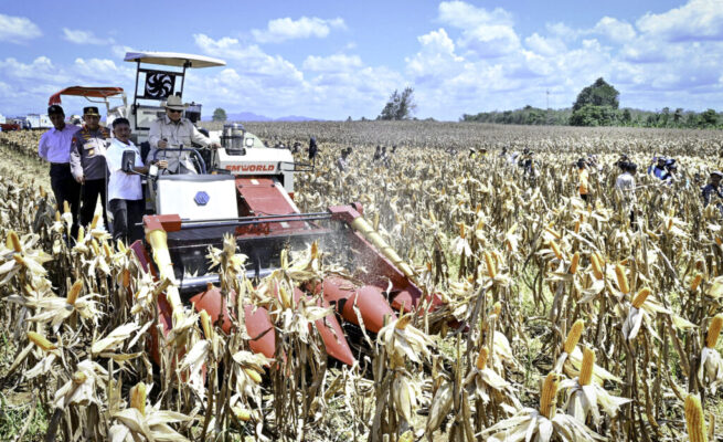 Panen Raya Jagung Seluas 344 Ribu Hektare, Presiden Prabowo Tegaskan Indonesia Siap Jadi Lumbung Pangan Dunia