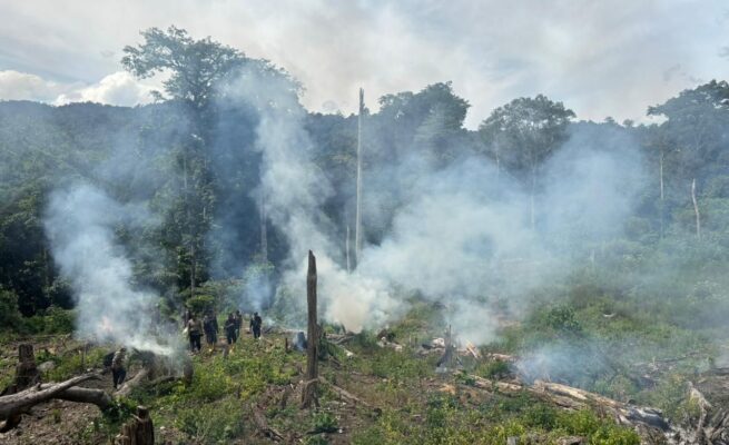 Direktorat Tindak Pidana Narkoba Bareskrim Polri membongkar ladang ganja seluas 25 hektare di Kabupaten Nagan Raya, Aceh. (Foto: For Infoaceh.net)
