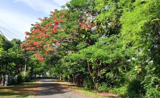Pohon yang menyerupai pohon Jeju di Jalan Meureubo, Kopelma Darussalam (tepatnya di samping Lapangan Gelanggang USK). (Foto: Washata.com)