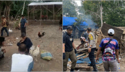 Tak Hanya PSK, Judi Sabung Ayam Juga Muncul di Sekitar IKN