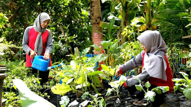 Perempuan Desa Ngampel memanen hasil kebun pekarangan. Berkat Bumi Kartini, mereka kini bisa menghasilkan cuan dari sayur dan pupuk organik.