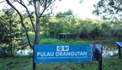 PT Pertamina (Persero) melalui anak usahanya PT Pertamina Hulu Sanga Sanga (PHSS) tak hanya fokus pada sektor migas. Perusahaan pelat merah ini juga aktif memelihara satwa dilindungi dan menjaga kelestarian lingkungan melalui kerja sama dengan Borneo Orangutan Survival Foundation (BOSF).