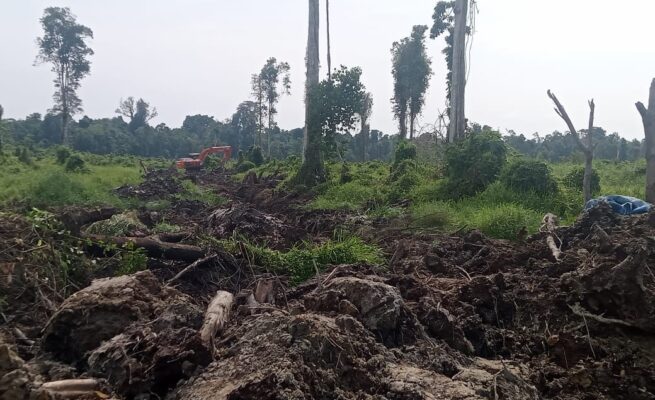 PT Aceh Lestari Indo Sawita (ALIS) diduga telah menggarap lahan seluas lebih dari 1.367 hektare di Kecamatan Trumon Timur, Aceh Selatan, tanpa mengantongi izin HGU yang sah. (Foto: Ist)