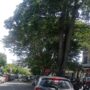 Sejumlah pohon besar dan ranting tua di Banda Aceh dilaporkan patah dan tumbang, menutup badan jalan, menghambat lalu lintas, serta membahayakan keselamatan pengguna jalan akibat angin kencang.