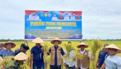 Bupati Aceh Selatan Mirwan MS turun ke sawah dalam rangka panen padi bersama di Gampong Indra Damai kecamatan Kluet Selatan, Jum'at, 25 Juli 2025. (Foto: Ist)