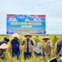 Bupati Aceh Selatan Mirwan MS turun ke sawah dalam rangka panen padi bersama di Gampong Indra Damai kecamatan Kluet Selatan, Jum'at, 25 Juli 2025. (Foto: Ist)