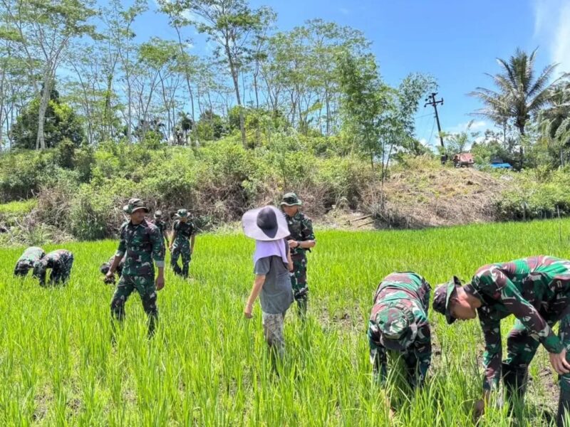 Sebanyak 20 prajurit TNI dari Kompi Pertanian Yonif TP-857/GG bersama 6 petani, Rabu pagi (30/7), turun langsung ke sawah di Desa Mane, Kecamatan Mane, Pidie, untuk mengolah lahan seluas 0,5 hektare. (Foto: Ist)