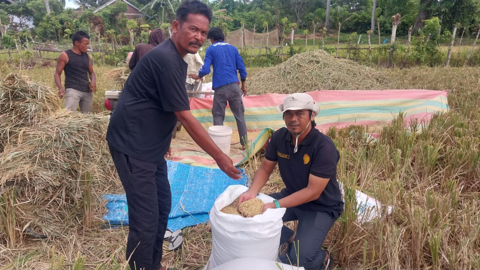 Petani sedang mengumpulkan gabah di Gampong Siem Kecamatan Darussalam, Kamis (31/7). (FOTO: IST)
