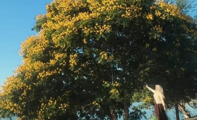ohon Soga (pohon Jeju dianggap orang Aceh). (Foto: Tangkapan layar unggahan Instagram @itsbanuun)